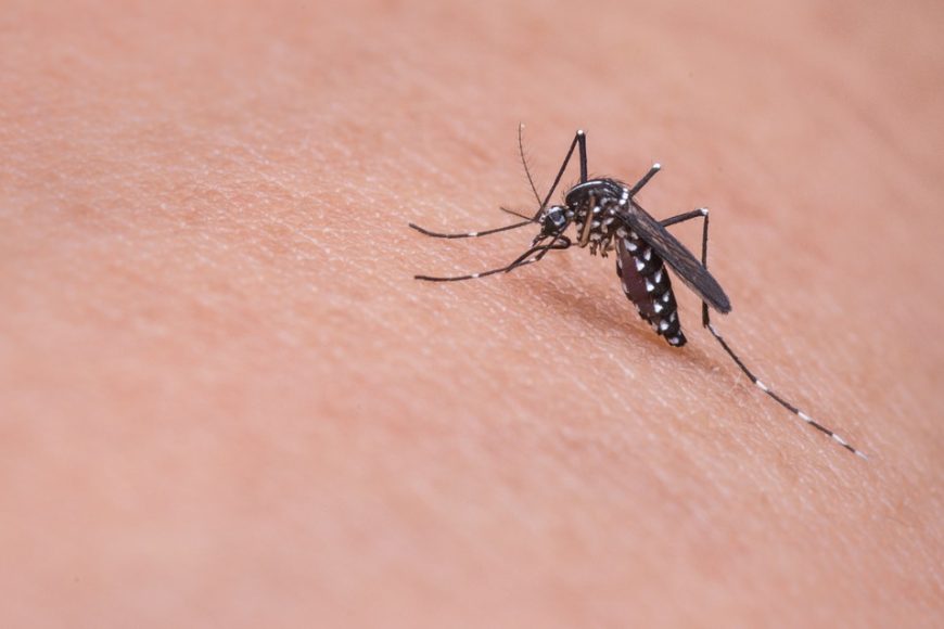Consells per evitar atraure els mosquits i les seves picades