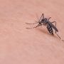 Consejos para evitar atraer a los mosquitos y sus picaduras