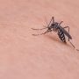 Consells per evitar atraure els mosquits i les seves picades